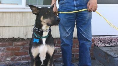 Image for story: Rescue dog saves new owner's life, waking him during medical emergency