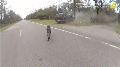 Image for story: VIDEO: K-9 nabs fleeing suspect after stolen car crash