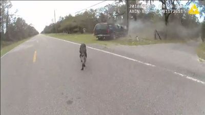 Image for story: VIDEO: K-9 nabs fleeing suspect after stolen car crash