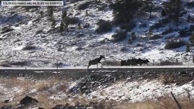 Image for story: Elk herd crosses snowy Colorado railroad track