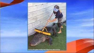 Image for story: Video: Huge alligator gets back scratch