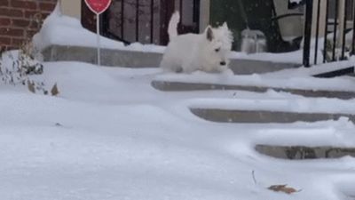 Image for story: Intrepid Denver resident wades through inches of snow amid storm