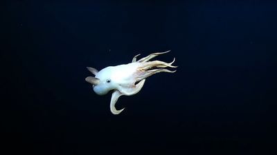 Image for story: NOAA scientists spot elusive Dumbo octopus in Hawaii's marine monument