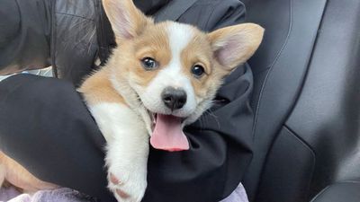 Image for story: PHOTOS: Celebrating National Puppy Day 