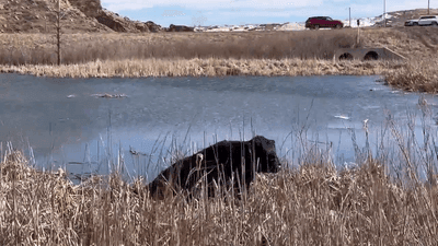 Image for story: 'And that's no bull!' Watch first responders in Colorado rescue pet bull stuck in mud