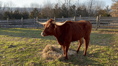 Image for story: Ricardo the longhorn's escape on NJ tracks inspires plush toy supporting animal sanctuary