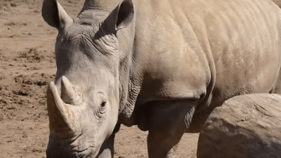 Image for story: Tulsa Zoo begins end-of-life care for rhino