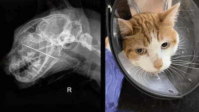 Image for story: Portland vet saves Kevin, curious cat who ate sewing needle, impaled nasal cavity 