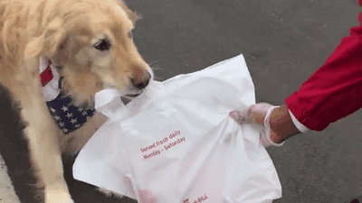 Image for story: Good dog fetches NC man's Chick-fil-A order