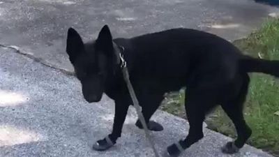 Image for story: Florida K9 shows off his new sneakers