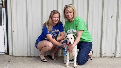 Image for story: Dog tagged 'free to good home' with marker adopted