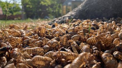 Image for story: 'They are really everywhere': One family's fascination with the cicada invasion