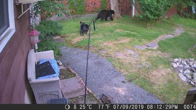 Image for story: Fearless pup launches itself at black bear in New Jersey backyard