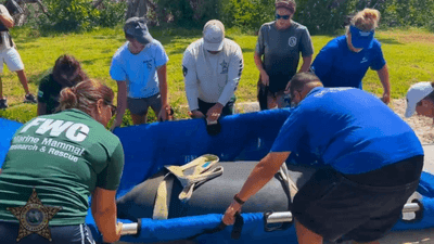 Image for story: From sea rescue to seaworthy: Pair of manatees released after months of rehabilitation 