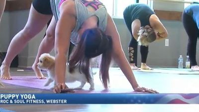 Image for story: Puppies and yoga? Yes, please