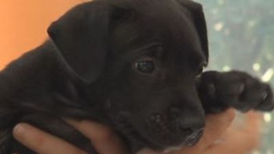 Image for story: Myrtle Beach officer reunites with puppy rescued from hot car