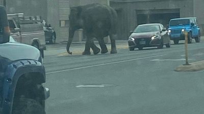 Image for story: Elephant escapes handlers, halts traffic in Montana