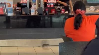 Image for story: Furry food critic takes a 'rat race' tour around mall food court