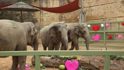 Image for story: PHOTOS: San Antonio Zoo adopts two Asian elephants 