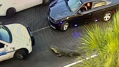 Image for story: 11-foot alligator strolls into traffic on Florida highway