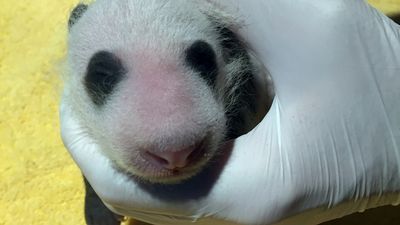 Image for story: PHOTOS: The National Zoo panda cub finally looks like a panda, and got its first checkup