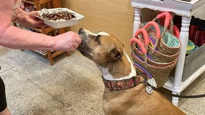 Image for story: Several goals already crossed off of pit bull's bucket list thanks to community's kindness