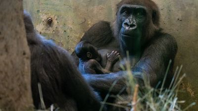 Image for story: Columbus Zoo's 'male' gorilla turns out to be a mom