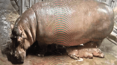 Image for story: Fiona gets a sibling: Cincinnati Zoo welcomes new baby hippo