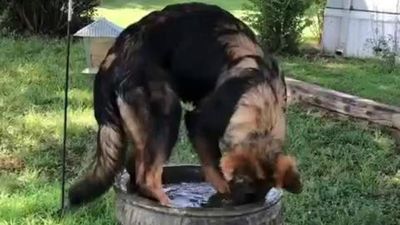 Image for story: Dog Uses Bird Bath to Cool Down