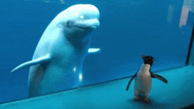 Image for story: Curious bird meets curious mammals at Chicago's Shedd Aquarium