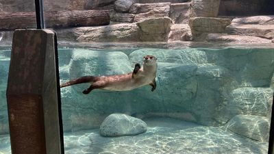 Image for story: 'She's the queen of the castle': An up-close look at the otter breaking up boys' club at the Tennessee Aquarium