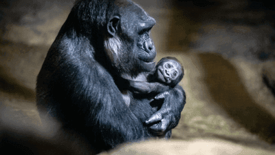 Image for story: Pittsburgh Zoo welcomes newborn Western lowland gorilla, a critically endangered species