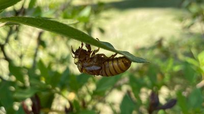 Image for story: Dual cicada broods begin to emerge simultaneously for first time in more than 200 years