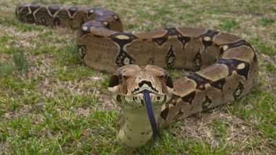 Image for story: MISSING PET: 7-foot boa on the loose in Burlington, N.C.