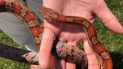 Image for story: Warmer weather brings uptick in snake sightings, experts say leave them alone