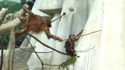 Image for story: Orangutans and gorillas at Brookfield Zoo celebrate National Peanut Butter Lovers Day