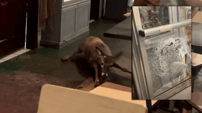 Image for story: VIDEO: Deer crashes through restaurant in shocking moment caught on camera