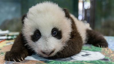 Image for story: The National Zoo announces panda cub's new name: Meet Xiao Qi Ji