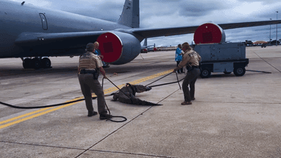 Image for story: VIDEO: Gator wrangled on tarmac of Florida Air Force base