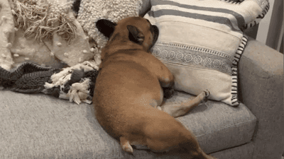 Image for story: A tired french bulldog is warming the hearts of internet users everywhere