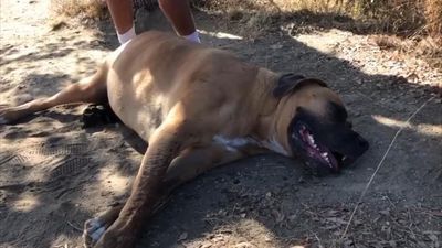 Image for story: Dog with heatstroke rescued on trail near San Diego