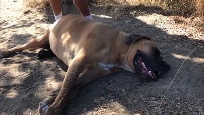 Image for story: Dog with heatstroke rescued on trail near San Diego