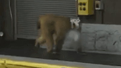 Image for story: Monkey shot with tranquilizer after escaping cage at San Antonio airport 