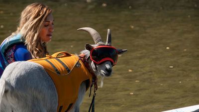 Image for story: Meet Mr. Mayhem, the paddle boarding goat