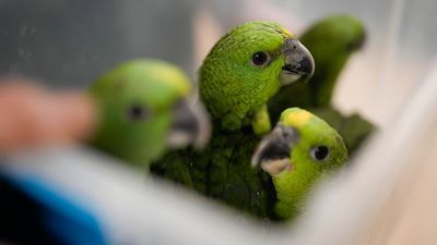 Image for story: Neighbors call cops over 'screaming woman' who discover it was just a parrot