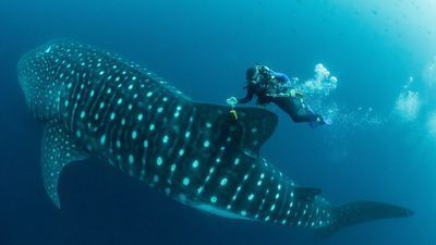 Image for story: WATCH: Florida boat party visited by whale shark