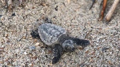 Image for story: WATCH | Sea turtles hatch, scamper toward ocean in rare daylight event on SC beach