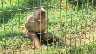 Image for story: Ga. DNR: Monkey believed to be loose in Albany