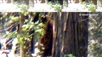 Image for story: Bigfoot sighting reported in California