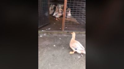 Image for story: Myrtle Beach police corral ducks during Tropical Storm Florence